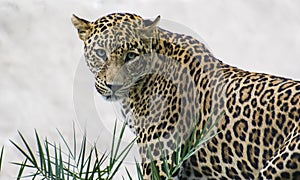 Leopard or Spotted Big Cat  Panthera pardus