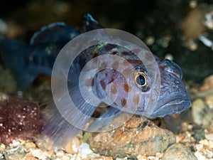 Leopard-spotted goby. Loch Carron, Scotland