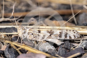 Leopard-spotted Grasshopper