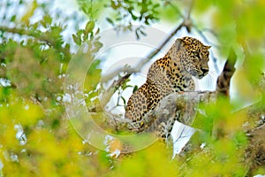 Leopard from Sri Lanka, Panthera pardus kotiya, big spotted cat lying on the tree in the nature habitat, Yala national park, Sri