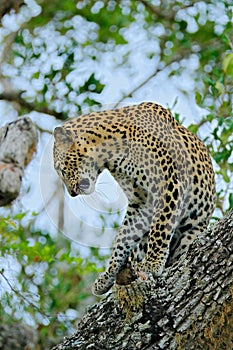 Leopard from Sri Lanka, Panthera pardus kotiya, big spotted cat lying on the tree in the nature habitat, Yala national park, Sri