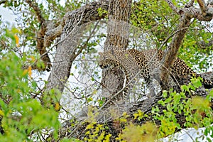 Leopard from Sri Lanka, Panthera pardus kotiya, big spotted cat lying on the tree in the nature habitat, Yala national park, Sri