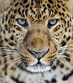 Leopard in Sri Lanka photo