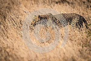 Leopard Stalking