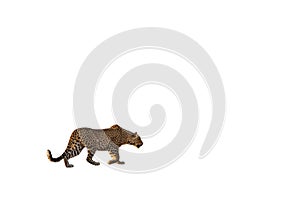 Leopard stalking isolated on white background, profile view