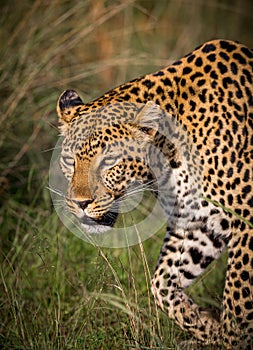 Leopard stalking prey in Kenya