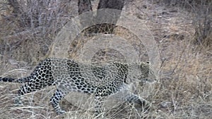 Leopard stalking a prey by moving stealthily