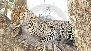 Leopard stalking a prey by moving stealthily