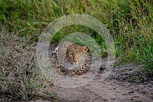 Leopard stalking towards the camera.