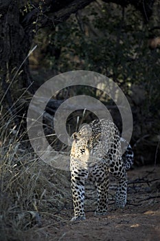 Leopard stalking in undergrowth.