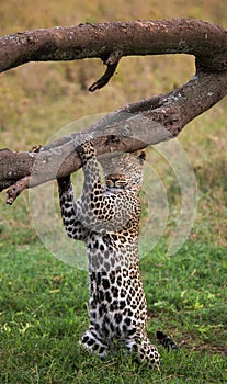 Leopard standing on its hind legs and scratched his head against a tree. National Park. Kenya. Tanzania.