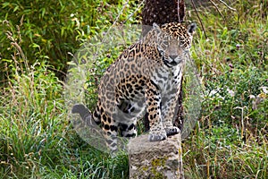 Leopard standing on a rock