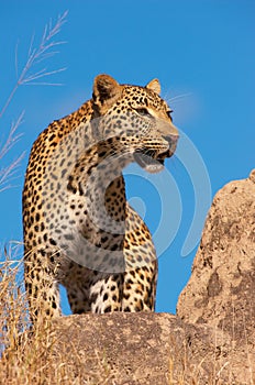 Leopard standing on the rock in savannah