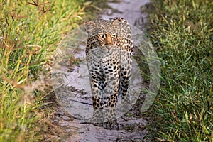Leopard standing in the sand in the Kalahari.