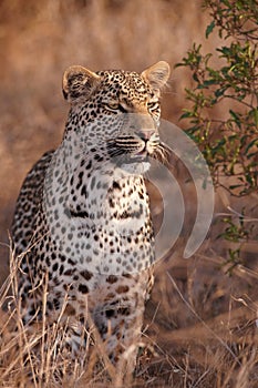 Leopard standing in savannah