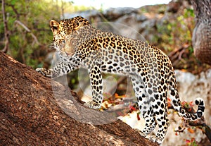 Leopard standing on the tree