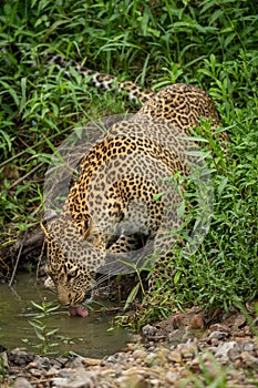 Leopard stands in bushes drinking from shallows