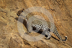 Leopard stands on sloping rockface looking up