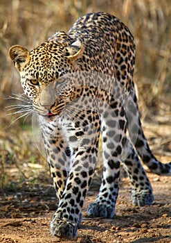 Leopard staring into the camera