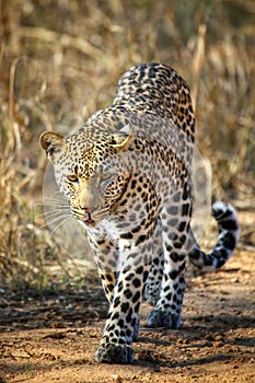 Leopard staring at camera