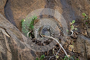 Leopard steps on branch on steep rockface