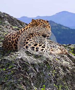 Leopard on stones photo