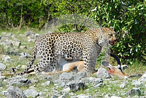 Leopard stood over kill