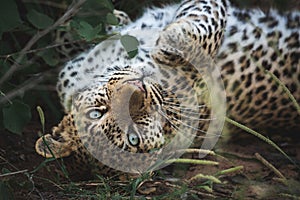 Leopard stretching on the ground