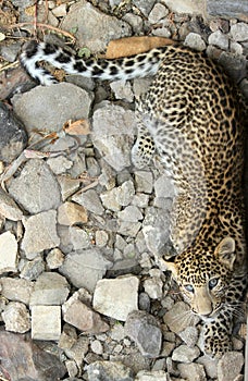 Leopard - Sub Adult
