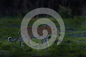 Leopard sunset, Panthera pardus shortidgei, nature habitat, big wild cat in nature habitat, sunny day on the savannah, Okavango