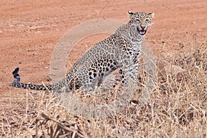 Leopard at Tadoba National Park.