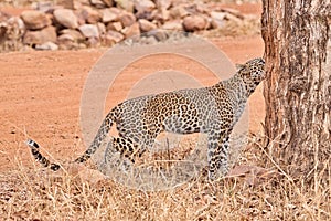 Leopard at Tadoba National Park.