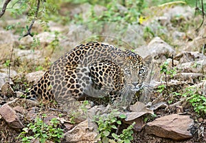 Leopard at Tadoba National Park, Chandrapur district, Maharashtra, India