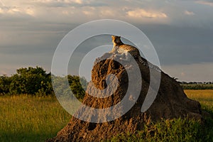 Leopard on a termite mound