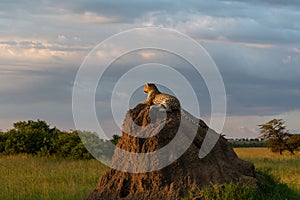 Leopard on a termite mound