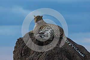 Leopard on a termite mound