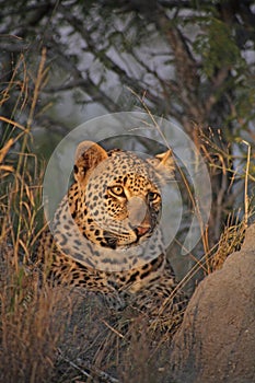 Leopard on a Termite Mound