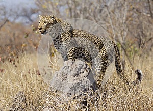 Leopard on termite mound, South Africa