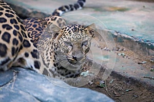 The leopard tiger is cute and speed wildanimal in zoology