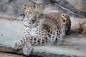 The leopard tiger is cute and speed wildanimal in zoology photo