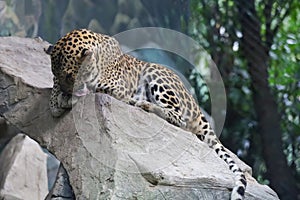 The leopard tiger is cute and speed wildanimal in zoology photo