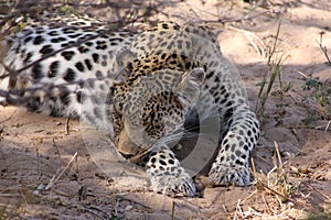 Leopard Timbavati Hoedspruit South Africa