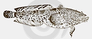 Leopard toadfish in side view photo