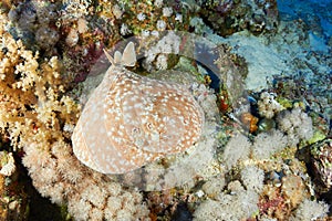 Leopard torpedo ray