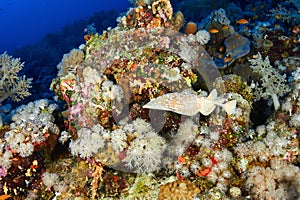 Leopard torpedo ray