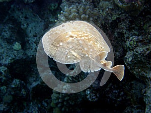 Leopard Torpedo Ray