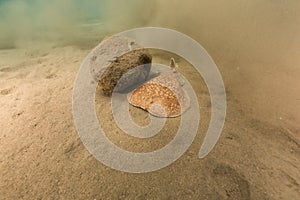 Leopard torpedo ray in the Red Sea.