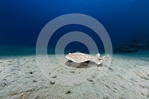 Leopard torpedo ray (torpedo panthera) in the Red Sea.