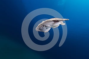 Leopard torpedo ray (torpedo panthera) in the Red Sea.