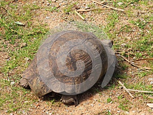 A leopard Tortoise